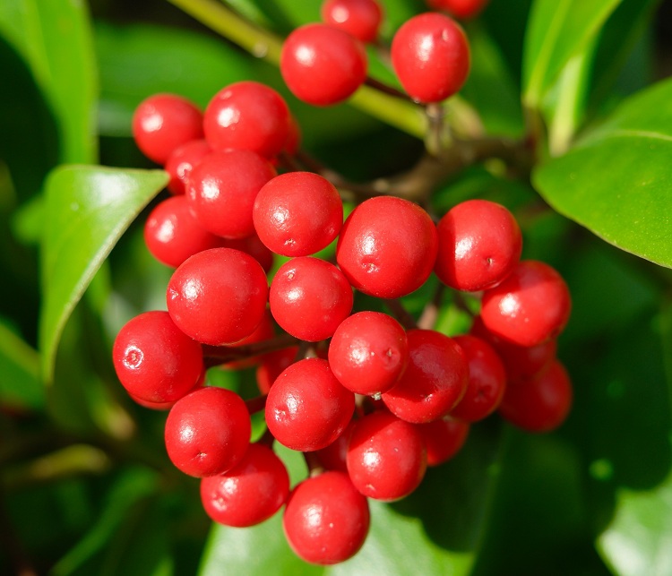 SKIMMIA REEVESIANA