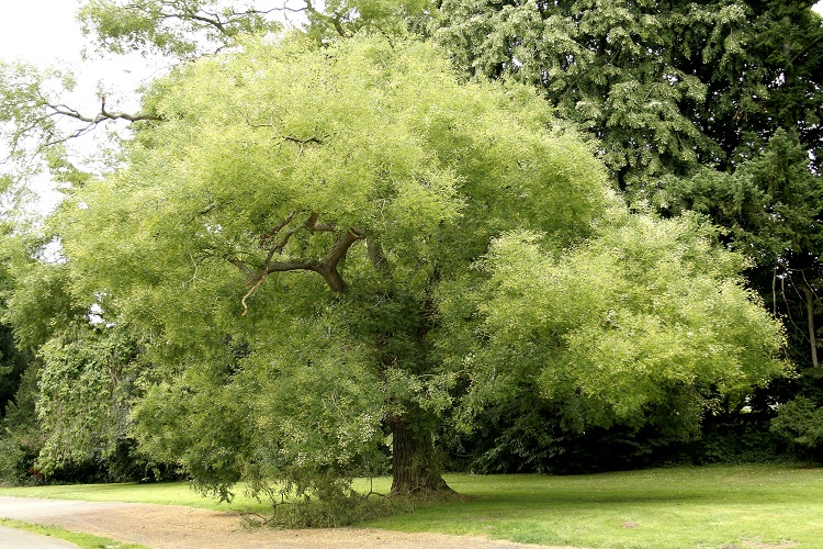 SOPHORA JAPONICA