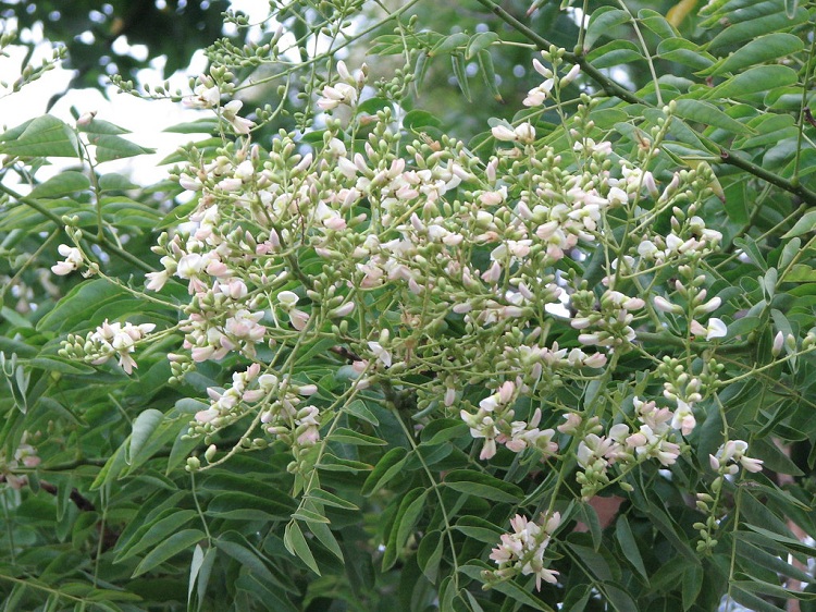SOPHORA JAPONICA