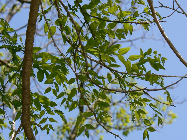SOPHORA JAPONICA