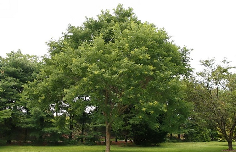 SOPHORA JAPONICA REGENT
