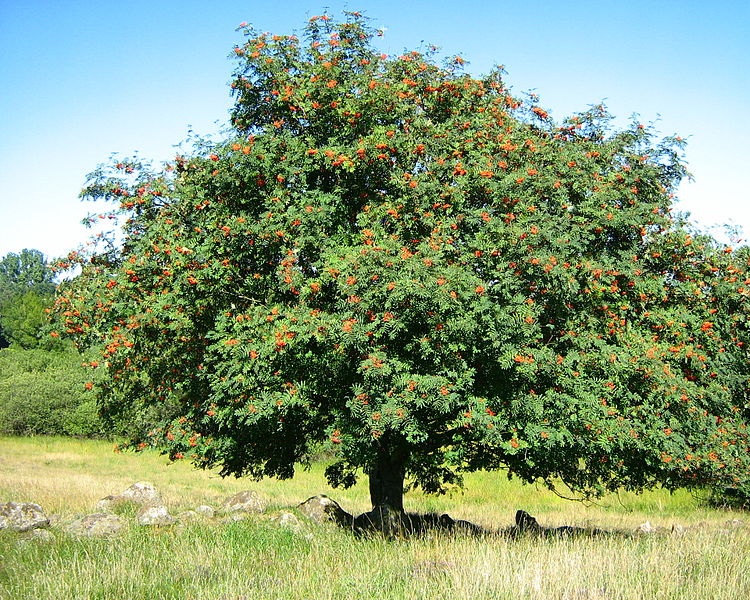 SORBUS AUCUPARIA-SORBO DEGLI UCCELLATORI