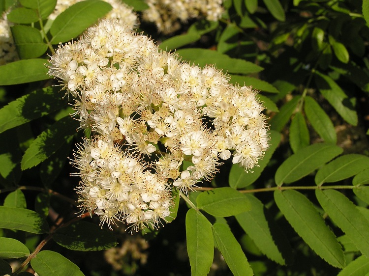 SORBUS AUCUPARIA-SORBO DEGLI UCCELLATORI