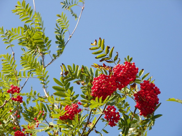 SORBUS AUCUPARIA-SORBO DEGLI UCCELLATORI