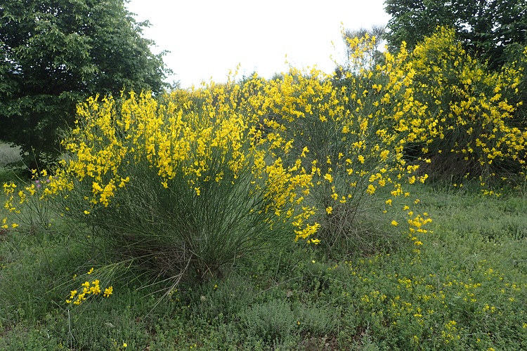 SPARTIUM JUNCEUM