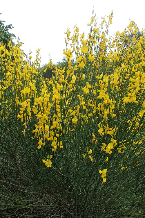 SPARTIUM JUNCEUM