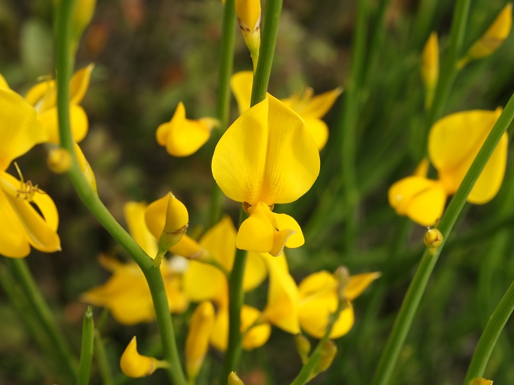 SPARTIUM JUNCEUM
