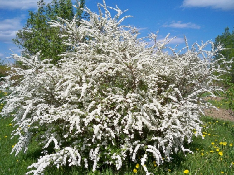 SPIRAEA ARGUTA