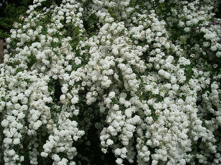 SPIRAEA ARGUTA