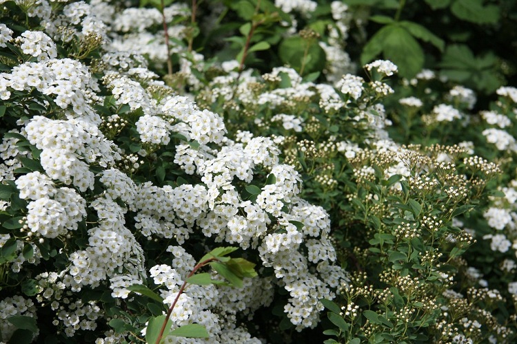 SPIRAEA ARGUTA