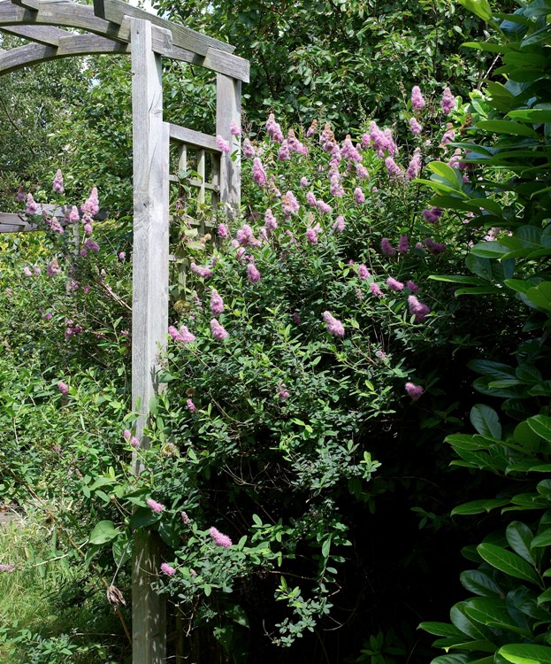 SPIRAEA X BILLIARDII