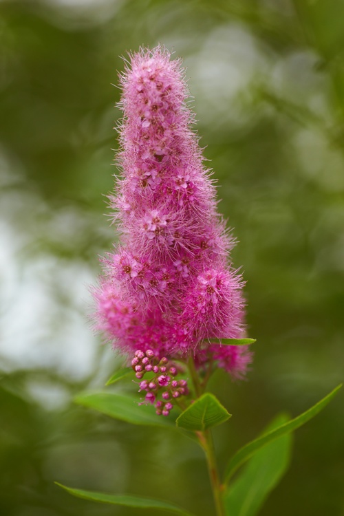 SPIRAEA X BILLIARDII