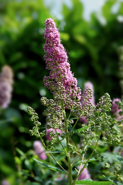 SPIRAEA X BILLIARDII