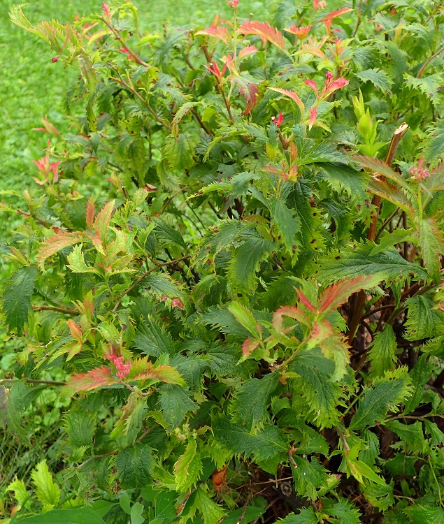 SPIRAEA BUMALDA CRISPA