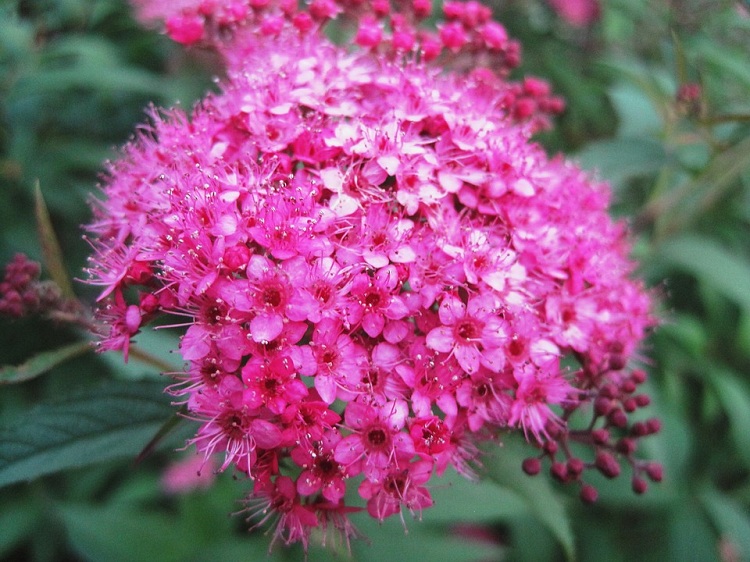 SPIRAEA BUMALDA CRISPA