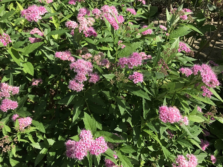 SPIRAEA JAPONICA FROEBELII