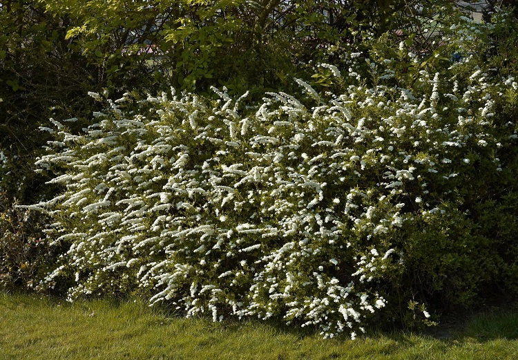 SPIRAEA CINEREA GREFSHEIM