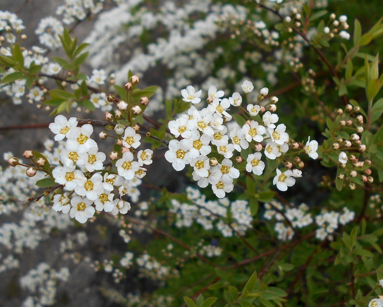 SPIRAEA CINEREA GREFSHEIM