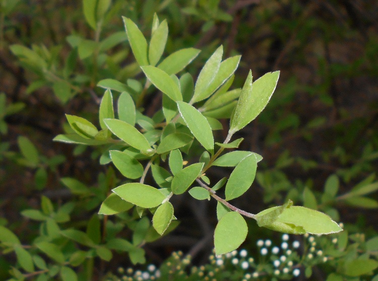SPIRAEA CINEREA GREFSHEIM