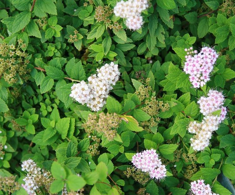 SPIRAEA JAPONICA LITTLE PRINCESS