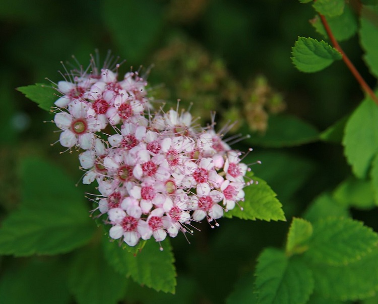 SPIRAEA JAPONICA LITTLE PRINCESS