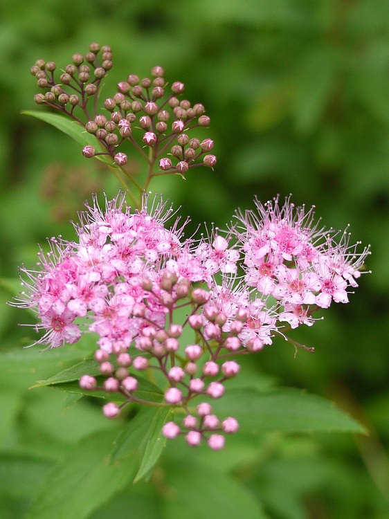 SPIRAEA JAPONICA NANA ALPINA