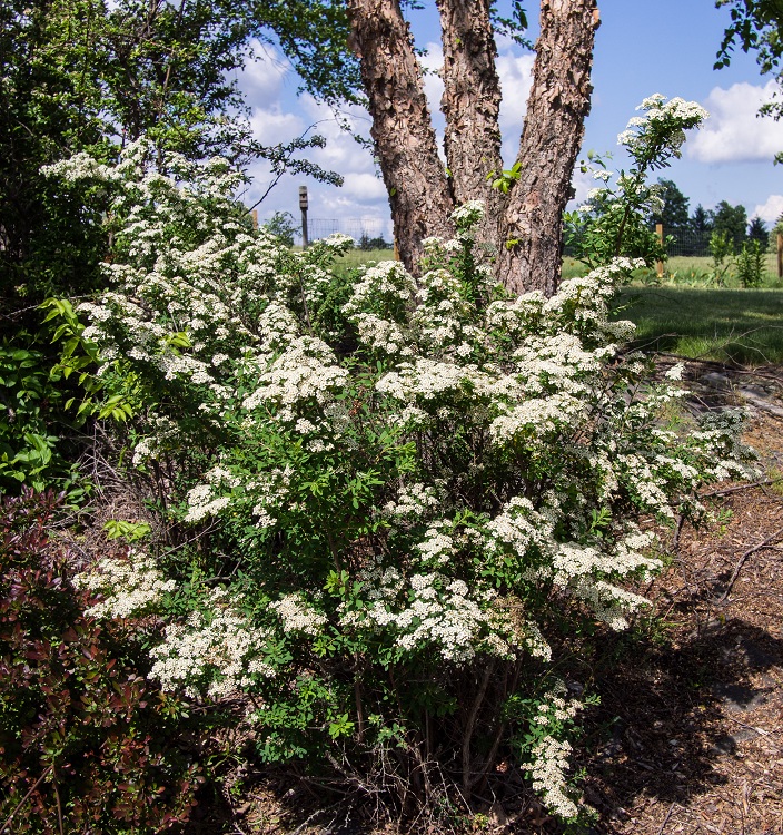 SPIRAEA NIPPONICA SNOWMOUND