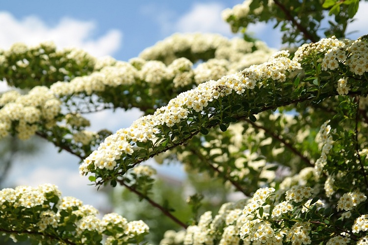 SPIRAEA NIPPONICA SNOWMOUND