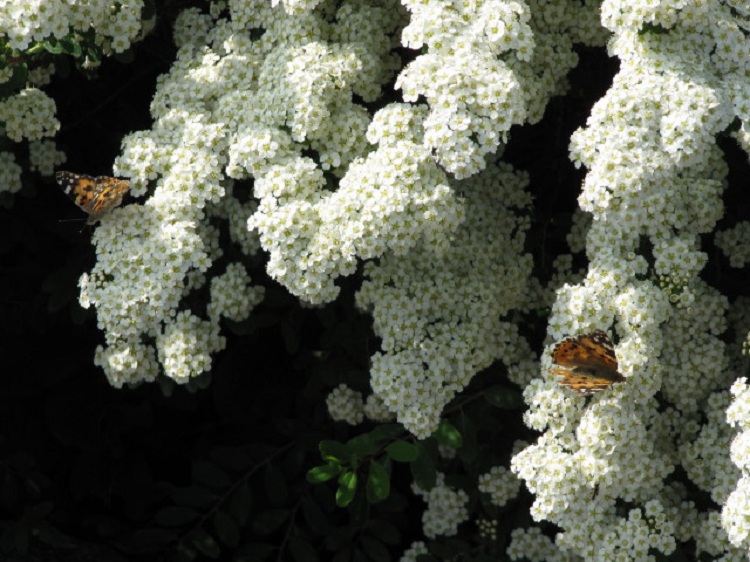 SPIRAEA NIPPONICA SNOWMOUND