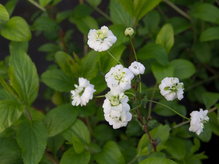 SPIRAEA PRUNIFOLIA PLENIFLORA