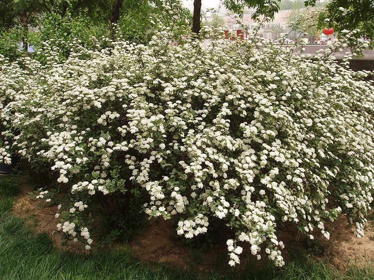 SPIRAEA X VANHOUTTEI