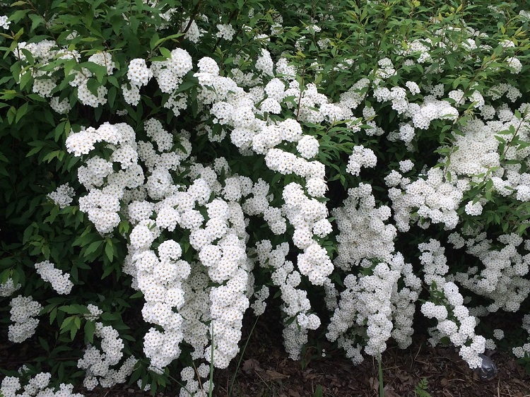 SPIRAEA X VANHOUTTEI