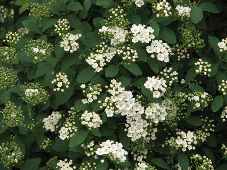 SPIRAEA X VANHOUTTEI