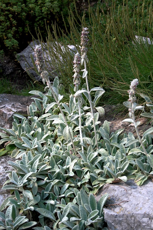 STACHYS LANATA ( BYZANTINA)