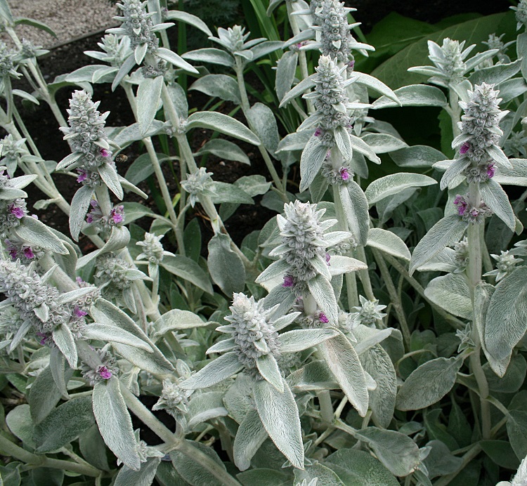 STACHYS LANATA ( BYZANTINA)