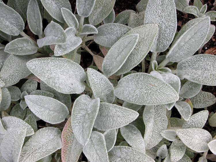 STACHYS LANATA ( BYZANTINA)