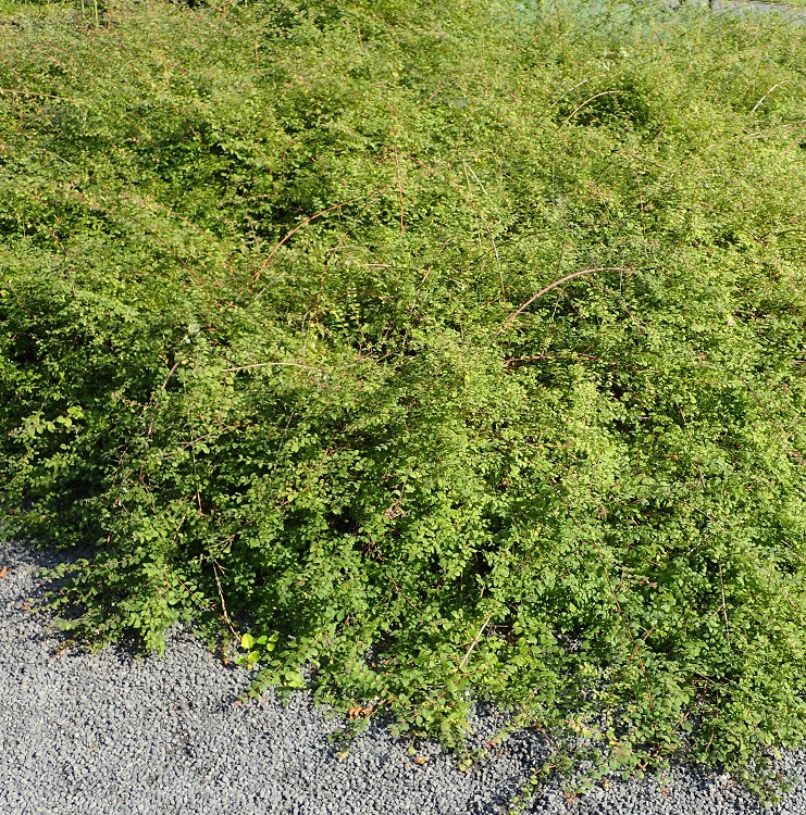 SYMPHORICARPOS X CHENAULTII HANCOCK