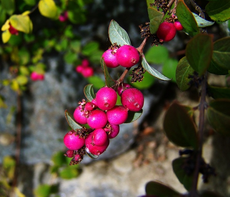 SYMPHORICARPOS X CHENAULTII HANCOCK