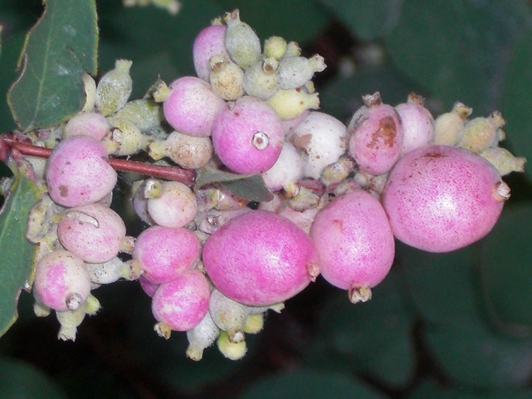 SYMPHORICARPOS X DOOREN. MAGIC BARRY