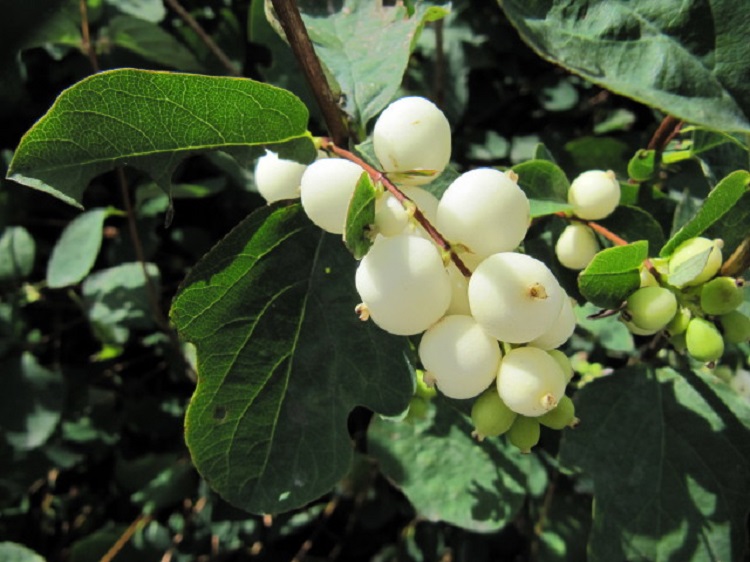 SYMPHORICARPOS X DOOREN. WHITE HEDGE