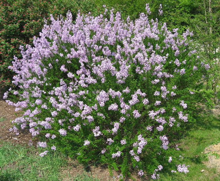 SYRINGA X PERSICA LACINIATA