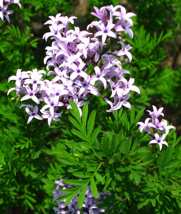 SYRINGA X PERSICA LACINIATA