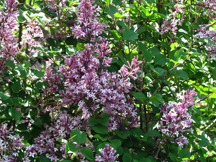SYRINGA MEYERI PALIBIN