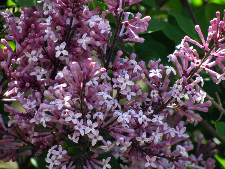 SYRINGA MEYERI PALIBIN