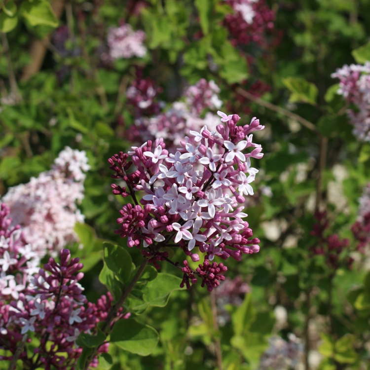 SYRINGA MICROPHYLLA SUPERBA