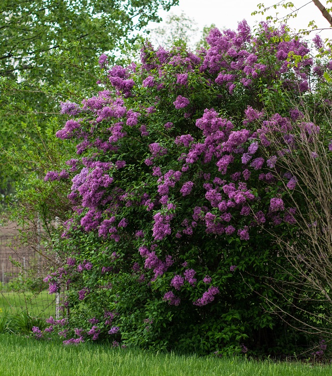 SYRINGA VULGARIS