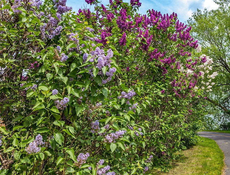 SYRINGA VULGARIS