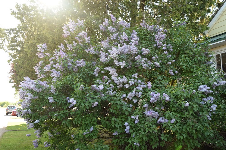 SYRINGA VULGARIS