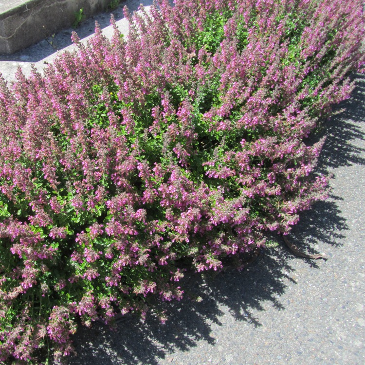 TEUCRIUM CHAMAEDRYS