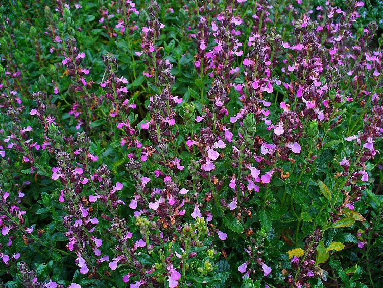 TEUCRIUM CHAMAEDRYS
